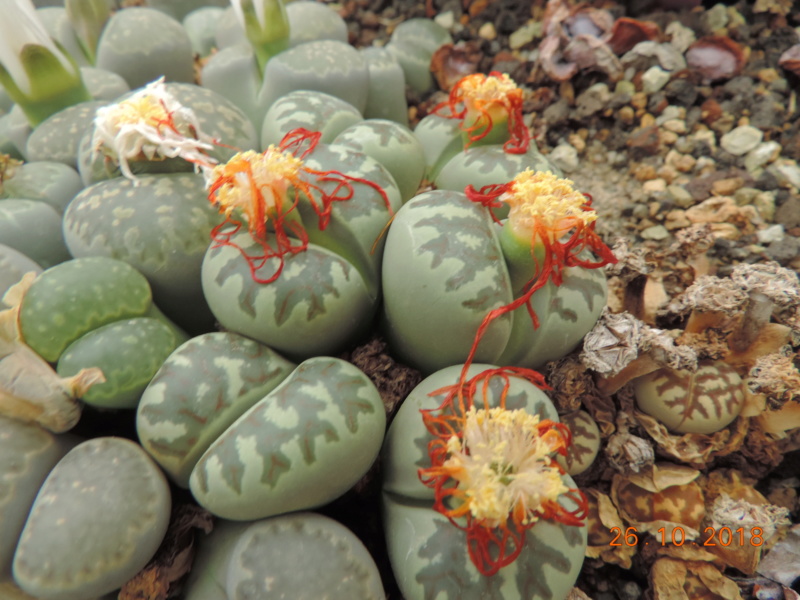 Cacti and Sukkulent in Köln, every day new flowers in the greenhouse Part 205 Bild1831