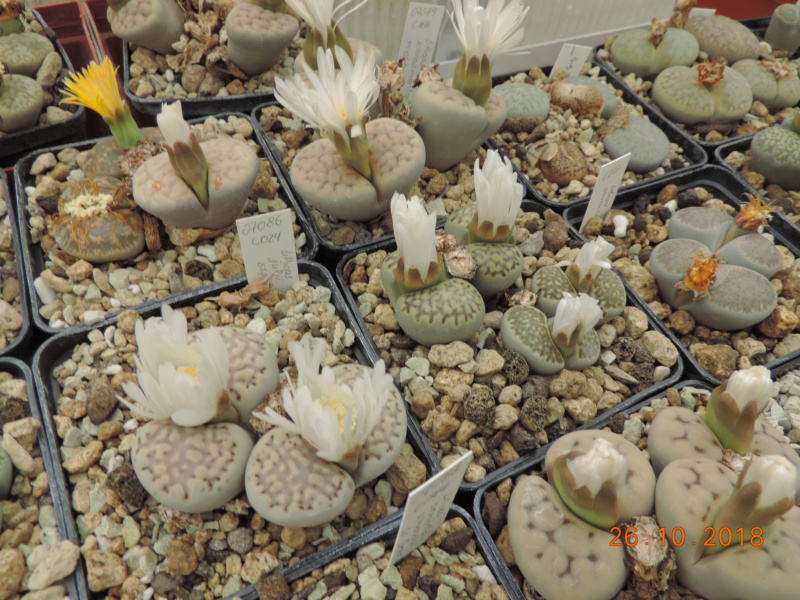 Cacti and Sukkulent in Köln, every day new flowers in the greenhouse Part 205 Bild1834