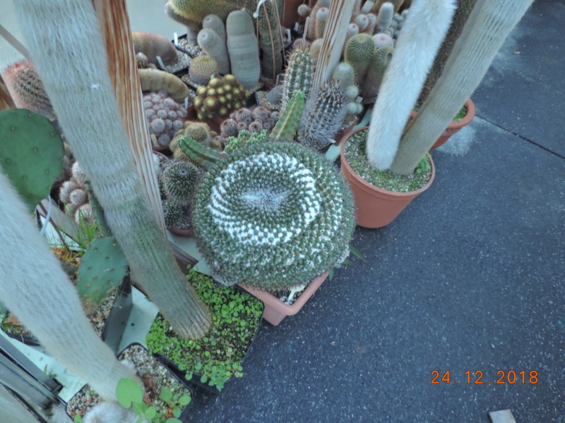 Cacti and Sukkulent in Köln, every day new flowers in the greenhouse Part 205 Bild1913