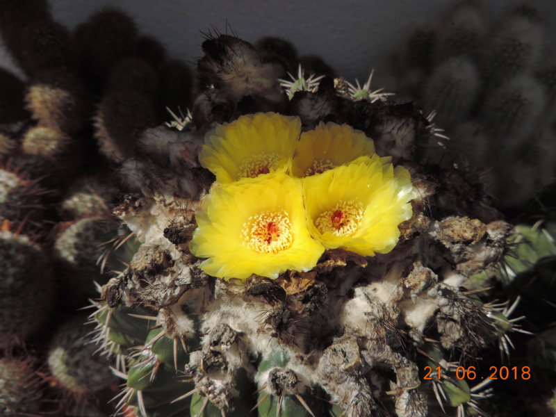 Cacti and Sukkulent in Köln, every day new flowers in the greenhouse Part 206 Bild1952