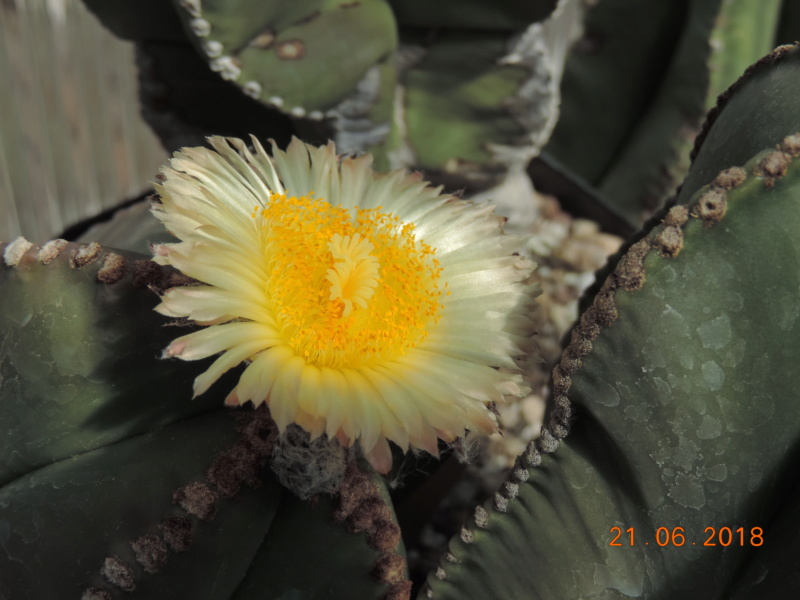 Cacti and Sukkulent in Köln, every day new flowers in the greenhouse Part 206 Bild1953