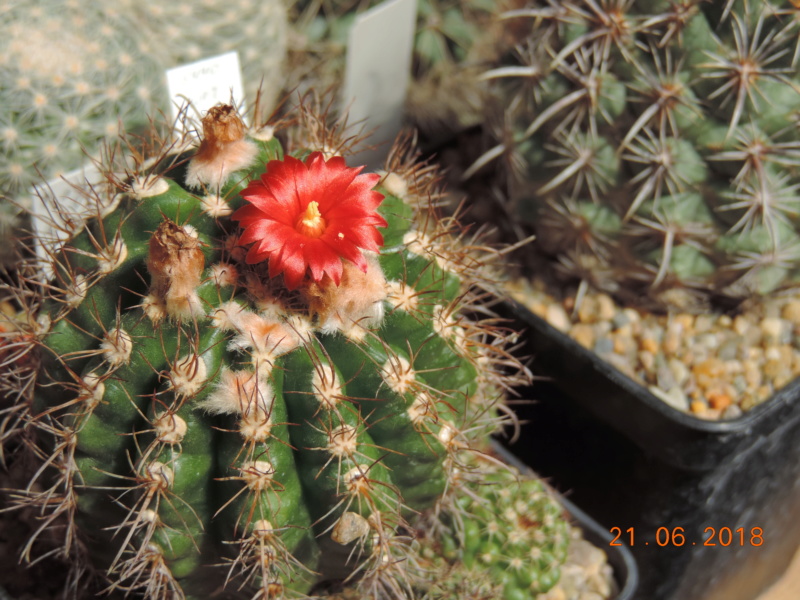 Cacti and Sukkulent in Köln, every day new flowers in the greenhouse Part 206 Bild1967