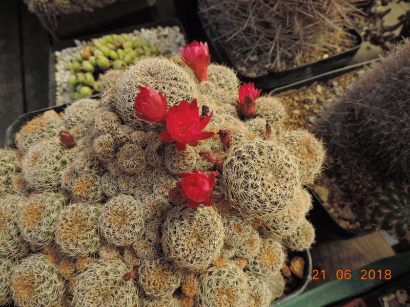 Cacti and Sukkulent in Köln, every day new flowers in the greenhouse Part 206 Bild1984