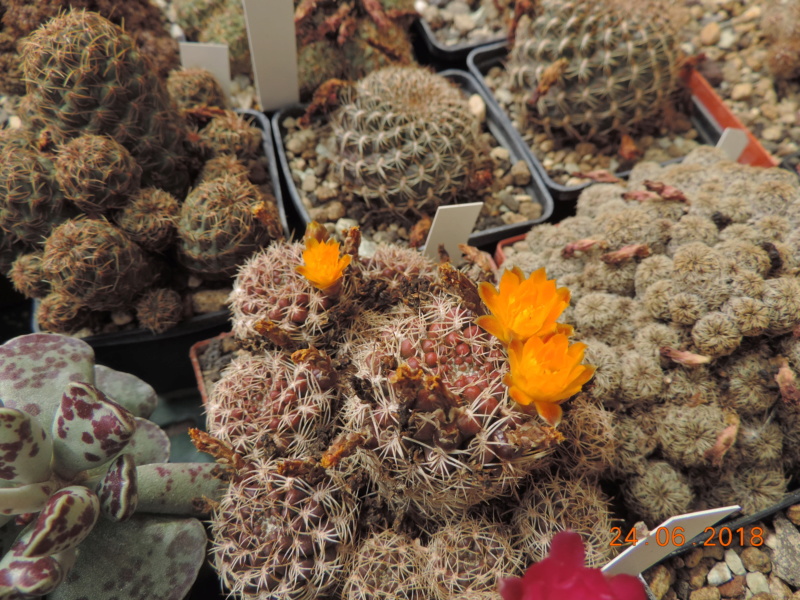 Cacti and Sukkulent in Köln, every day new flowers in the greenhouse Part 206 Bild2015