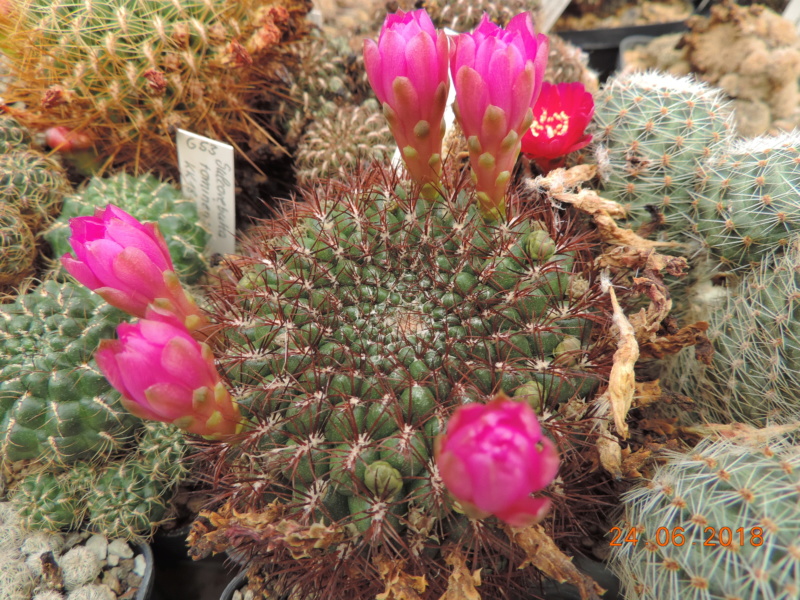 Cacti and Sukkulent in Köln, every day new flowers in the greenhouse Part 206 Bild2036