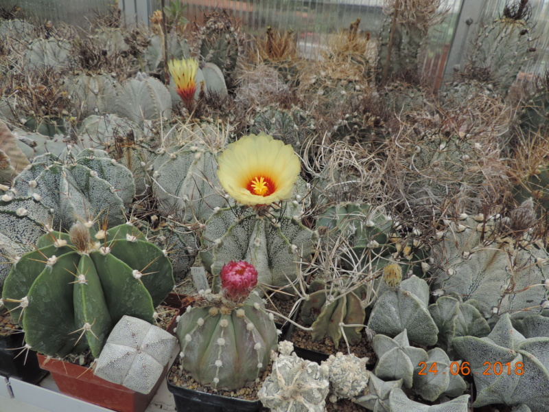 Cacti and Sukkulent in Köln, every day new flowers in the greenhouse Part 206 Bild2071