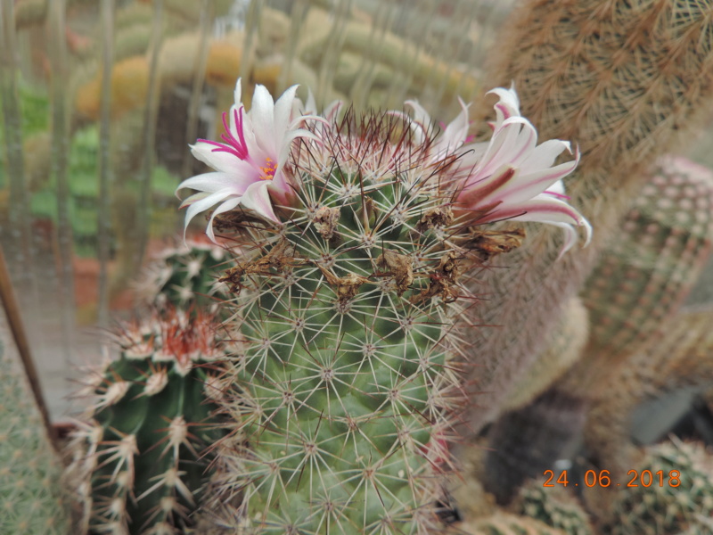 Cacti and Sukkulent in Köln, every day new flowers in the greenhouse Part 206 Bild2075