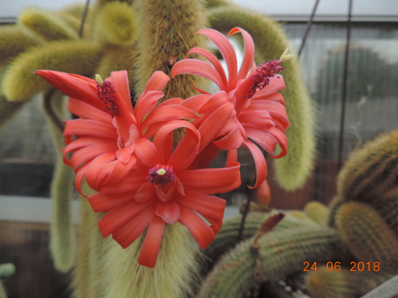 Cacti and Sukkulent in Köln, every day new flowers in the greenhouse Part 206 Bild2083