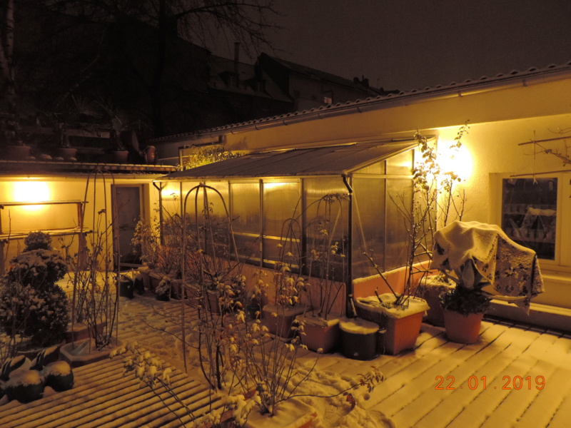 Cacti and Sukkulent in Köln, every day new flowers in the greenhouse Part 207 Bild2093