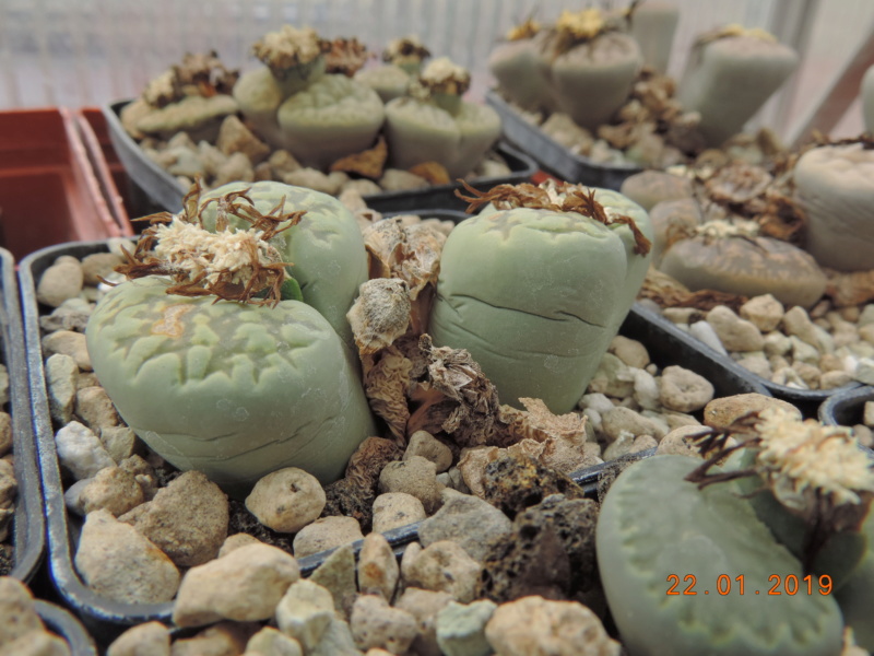 Cacti and Sukkulent in Köln, every day new flowers in the greenhouse Part 207 Bild2115