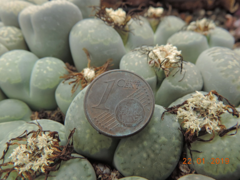 Cacti and Sukkulent in Köln, every day new flowers in the greenhouse Part 207 Bild2124