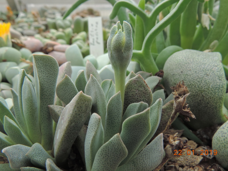 Cacti and Sukkulent in Köln, every day new flowers in the greenhouse Part 207 Bild2129