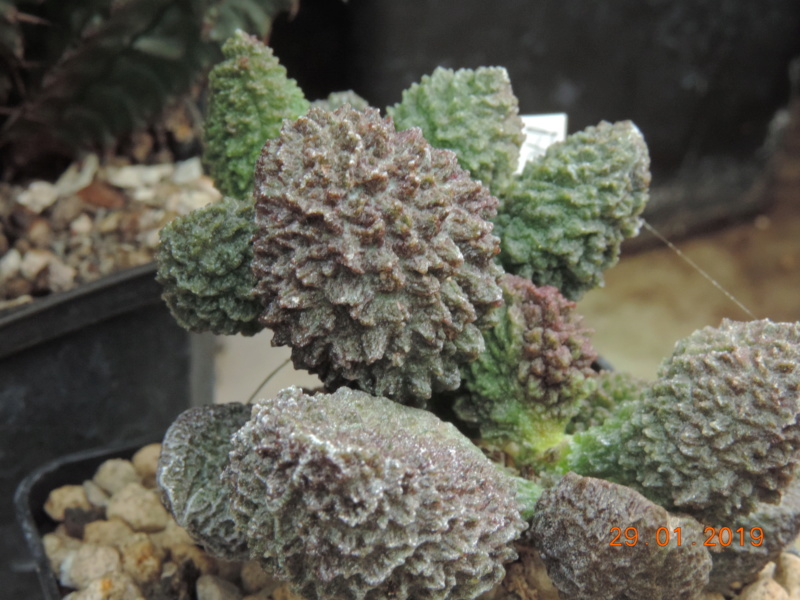 Cacti and Sukkulent in Köln, every day new flowers in the greenhouse Part 207 Bild2143