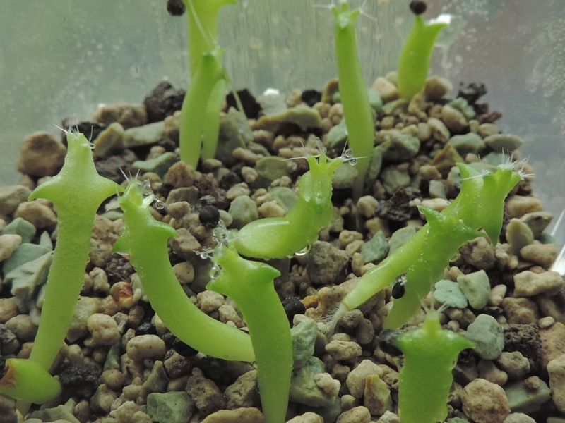 Cacti and Sukkulent in Köln, every day new flowers in the greenhouse Part 208 Bild2222