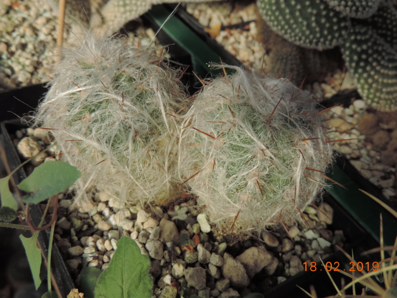 Cacti and Sukkulent in Köln, every day new flowers in the greenhouse Part 209 Bild2310