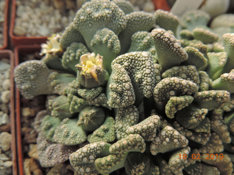 Cacti and Sukkulent in Köln, every day new flowers in the greenhouse Part 209 Bild2323