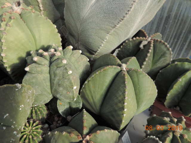 Cacti and Sukkulent in Köln, every day new flowers in the greenhouse Part 210 Bild2421