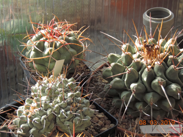 Cacti and Sukkulent in Köln, every day new flowers in the greenhouse Part 210 Bild2456