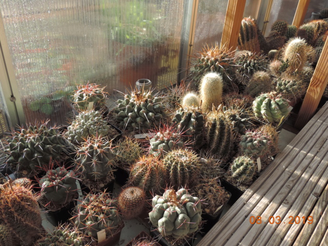 Cacti and Sukkulent in Köln, every day new flowers in the greenhouse Part 210 Bild2457