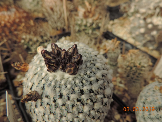 Cacti and Sukkulent in Köln, every day new flowers in the greenhouse Part 210 Bild2462