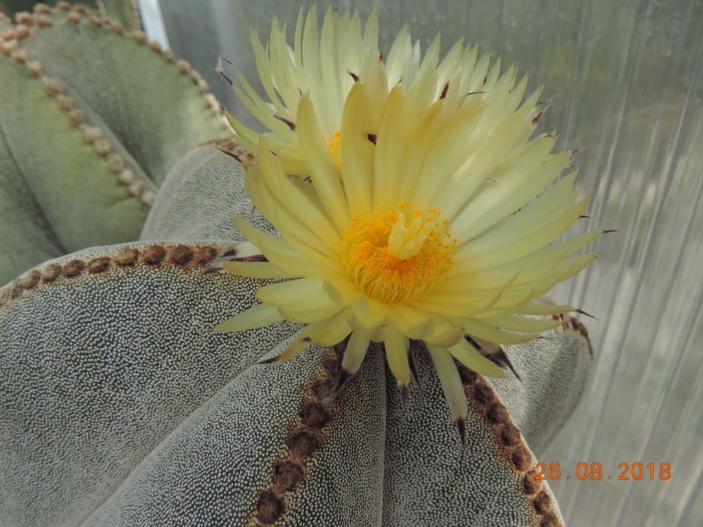 Cacti and Sukkulent in Köln, every day new flowers in the greenhouse Part 210 Bild2515