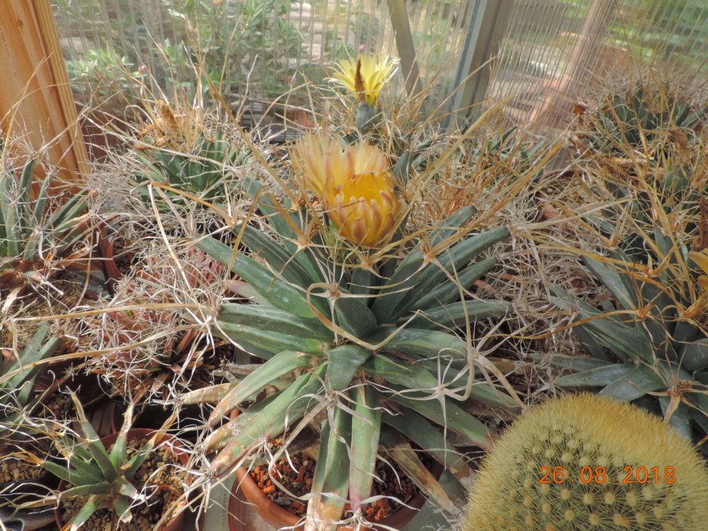 Cacti and Sukkulent in Köln, every day new flowers in the greenhouse Part 210 Bild2530