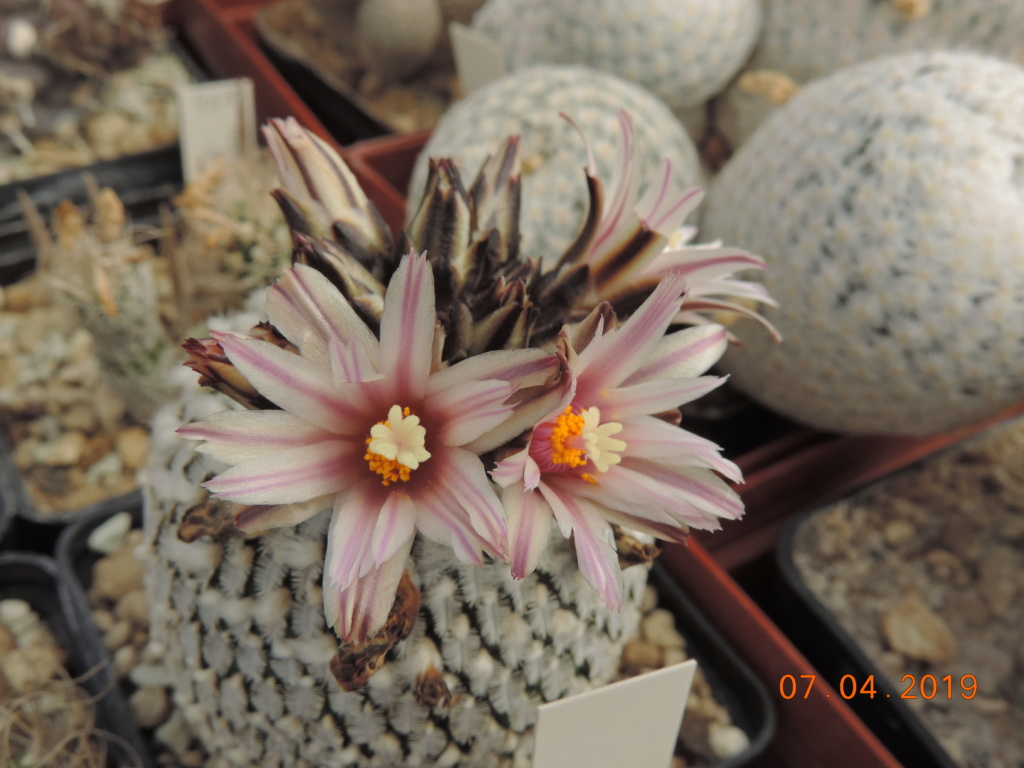 Cacti and Sukkulent in Köln, every day new flowers in the greenhouse Part 212 Bild2697