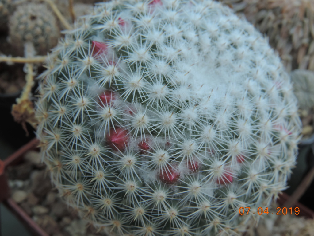 Cacti and Sukkulent in Köln, every day new flowers in the greenhouse Part 212 Bild2713