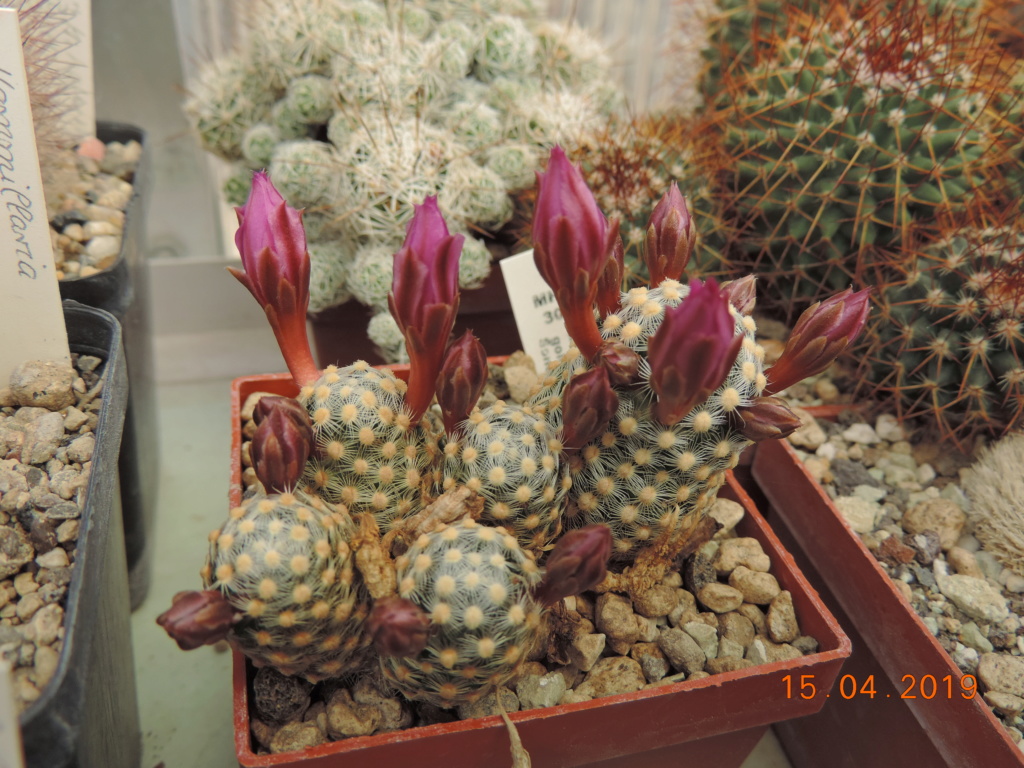 Cacti and Sukkulent in Köln, every day new flowers in the greenhouse Part 212 1/2 Bild2757