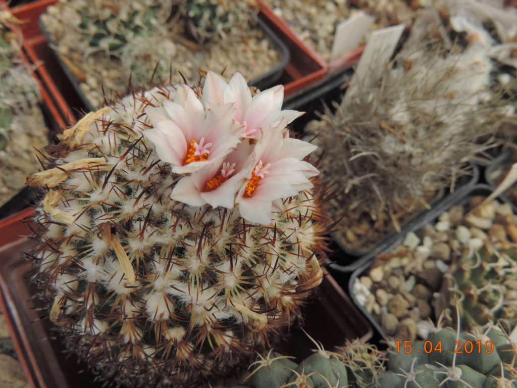 Cacti and Sukkulent in Köln, every day new flowers in the greenhouse Part 212 1/2 Bild2774