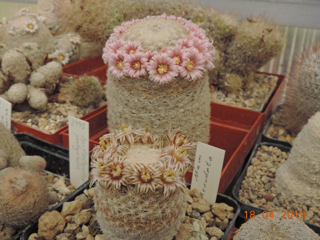 Cacti and Sukkulent in Köln, every day new flowers in the greenhouse Part 212 1/2 Bild2788