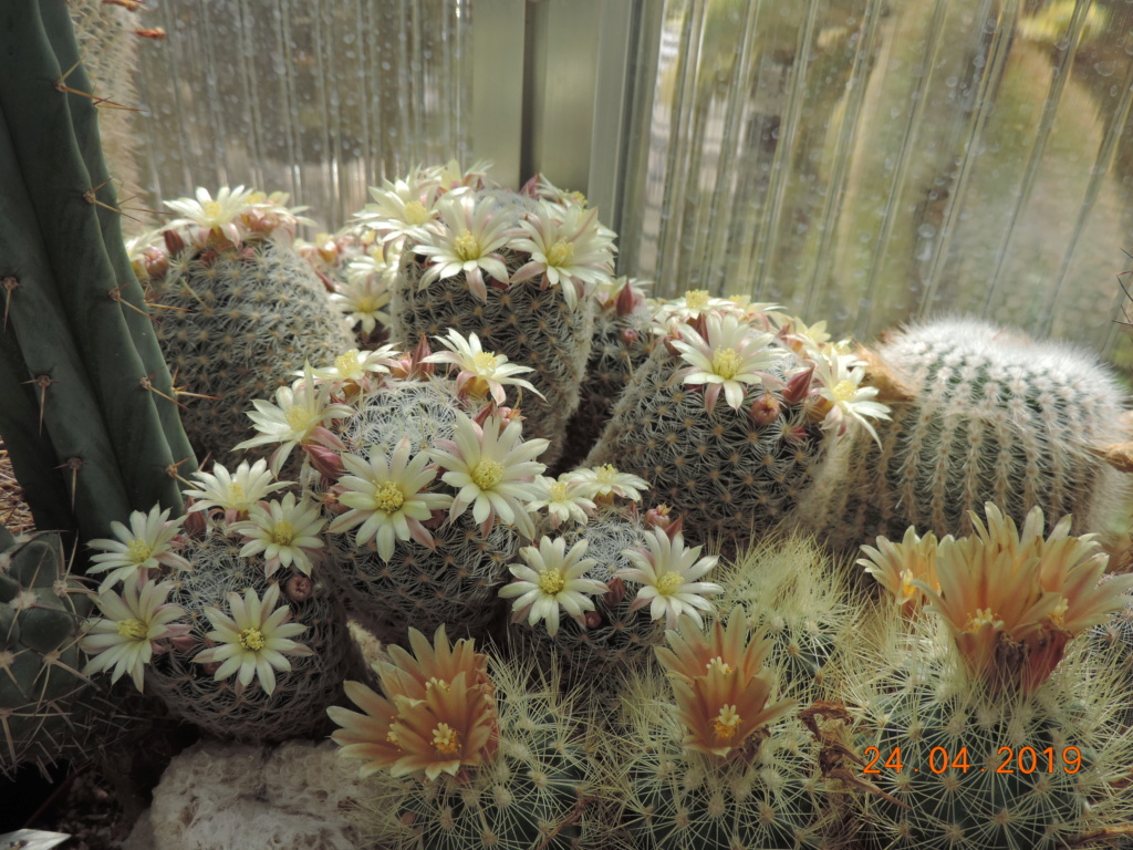 Cacti and Sukkulent in Köln, every day new flowers in the greenhouse Part 212 1/2 Bild2873