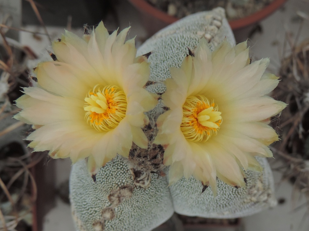 Cacti and Sukkulent in Köln, every day new flowers in the greenhouse Part 214 Bild2901