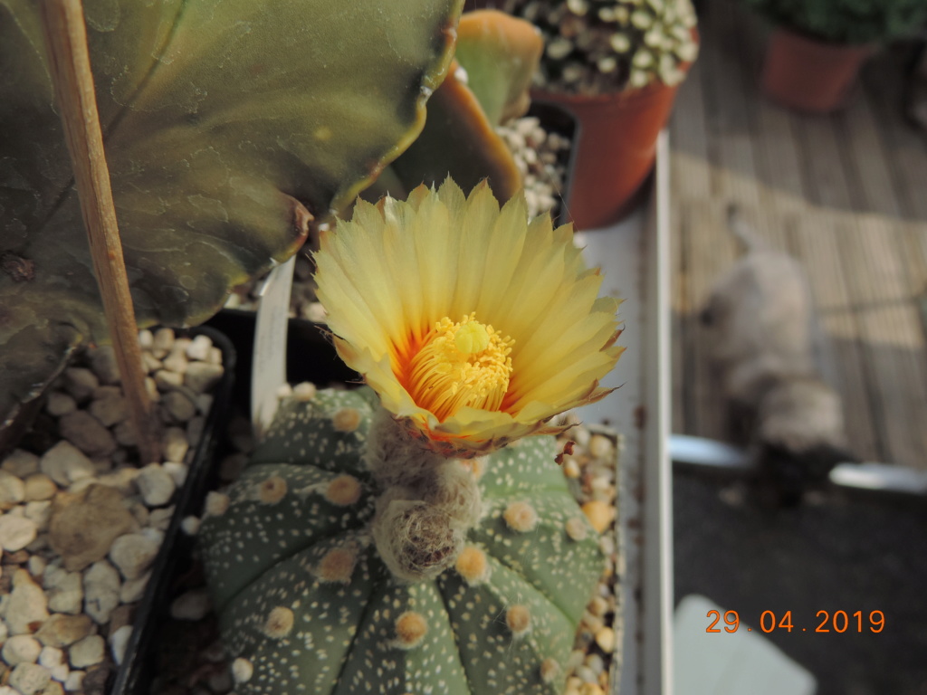 Cacti and Sukkulent in Köln, every day new flowers in the greenhouse Part 214 Bild2940