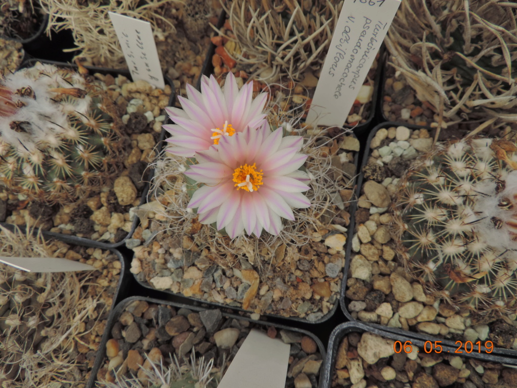 Cacti and Sukkulent in Köln, every day new flowers in the greenhouse Part 214 Bild2967