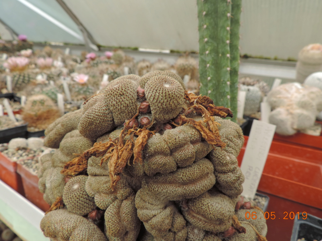 Cacti and Sukkulent in Köln, every day new flowers in the greenhouse Part 214 Bild2986