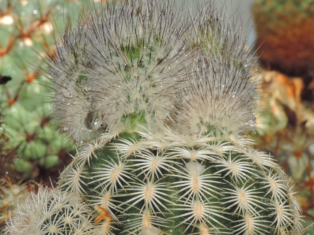 Cacti and Sukkulent in Köln, every day new flowers in the greenhouse Part 214 Bild2991