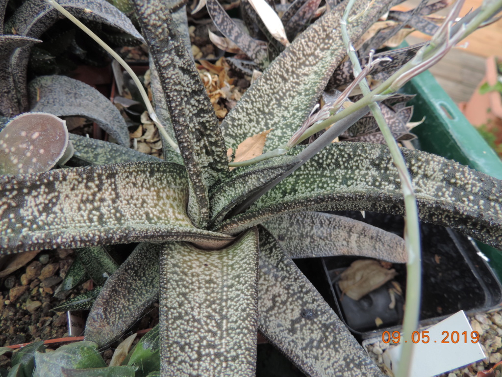 Cacti and Sukkulent in Köln, every day new flowers in the greenhouse Part 214 Bild3055