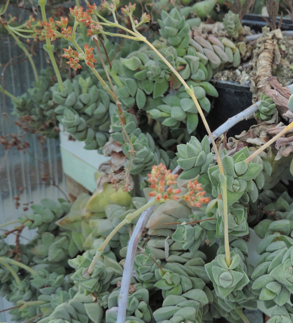 Cacti and Sukkulent in Köln, every day new flowers in the greenhouse Part 215 Bild3102