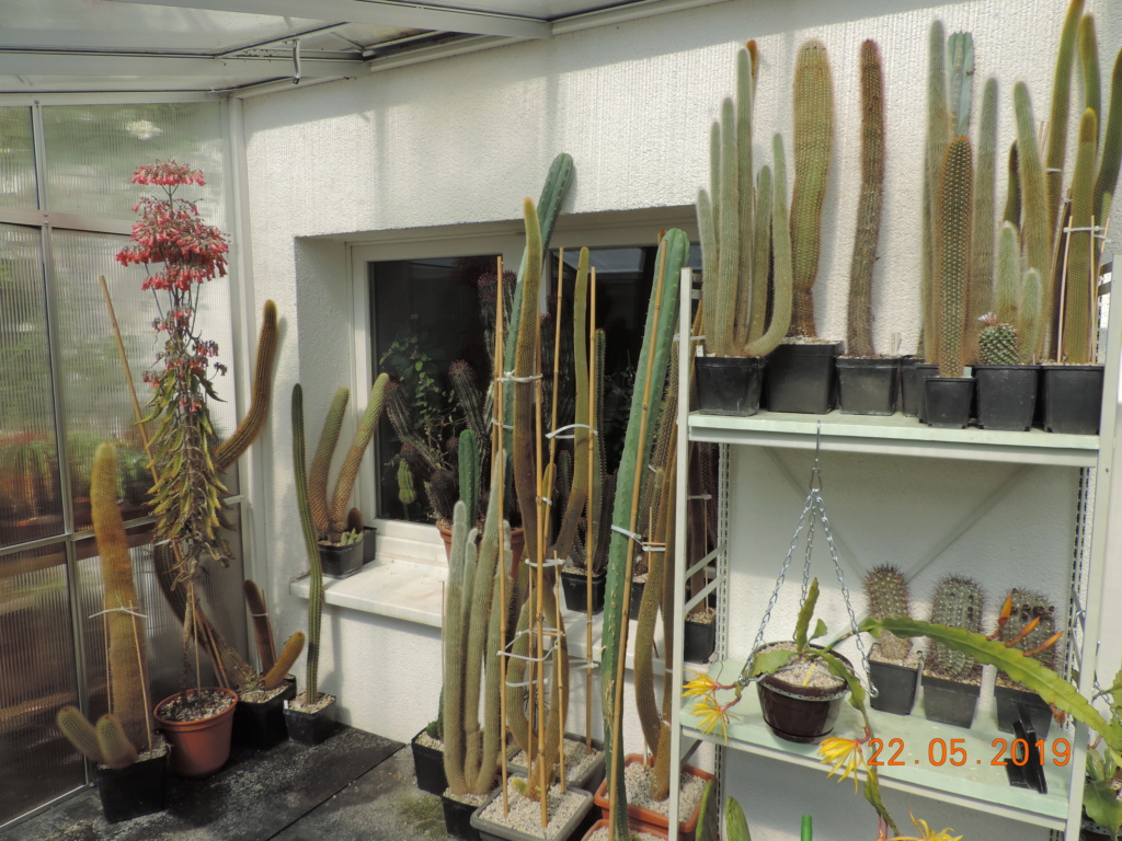 Cacti and Sukkulent in Köln, every day new flowers in the greenhouse Part 216 Bild3224