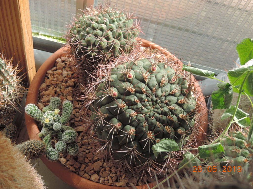 Cacti and Sukkulent in Köln, every day new flowers in the greenhouse Part 216 Bild3310
