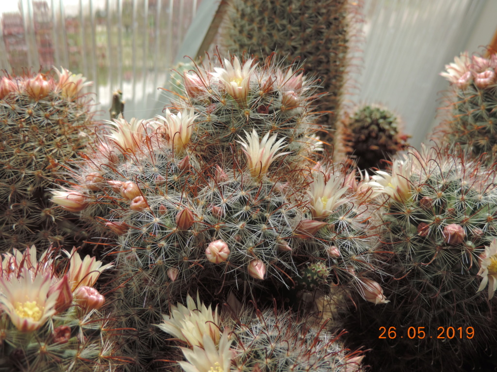 Cacti and Sukkulent in Köln, every day new flowers in the greenhouse Part 216 Bild3311