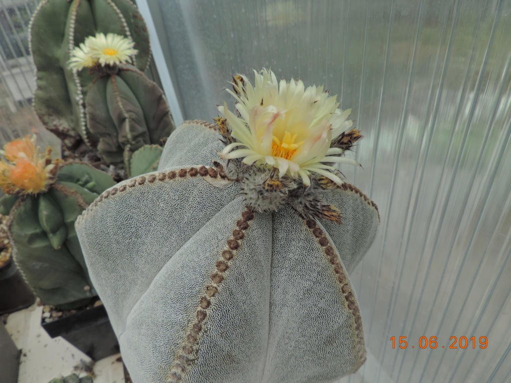 Cacti and Sukkulent in Köln, every day new flowers in the greenhouse Part 217 Bild3373