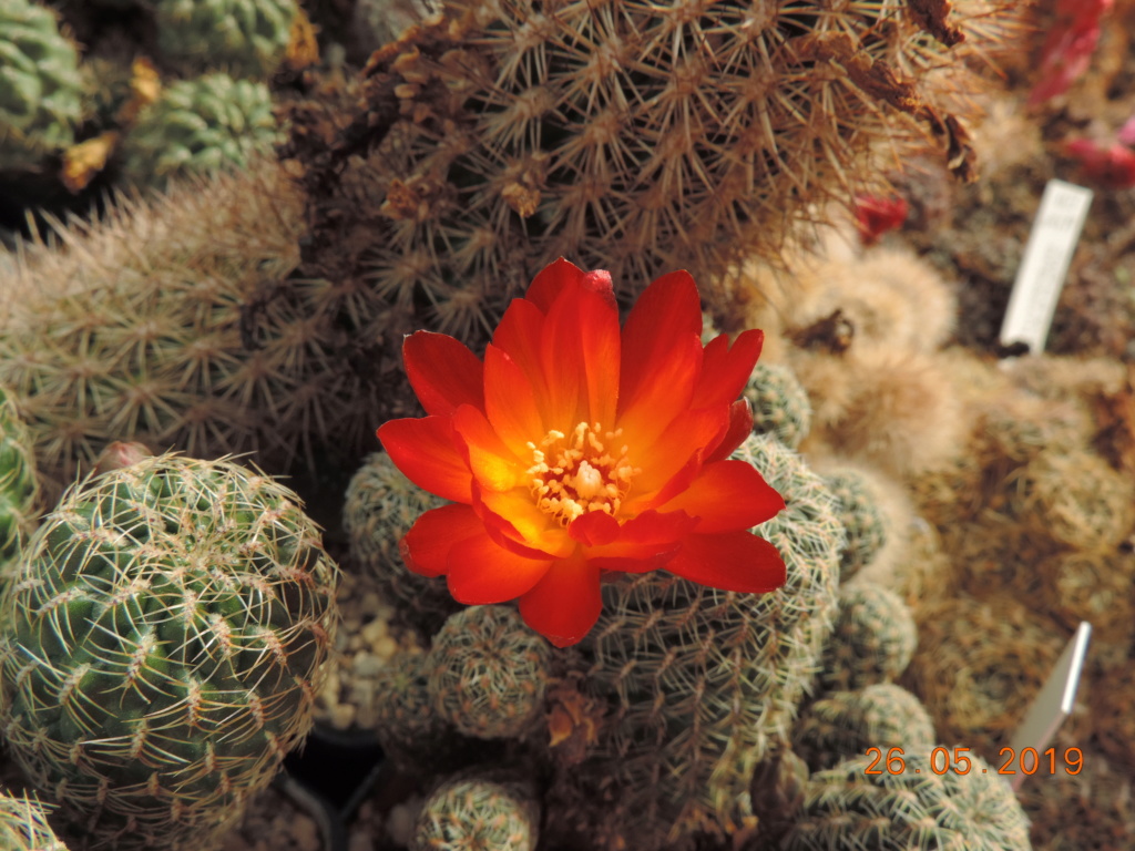 Cacti and Sukkulent in Köln, every day new flowers in the greenhouse Part 217 Bild3390