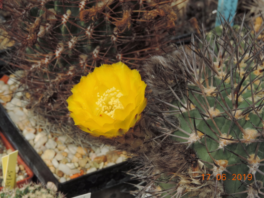 Cacti and Sukkulent in Köln, every day new flowers in the greenhouse Part 217 Bild3437