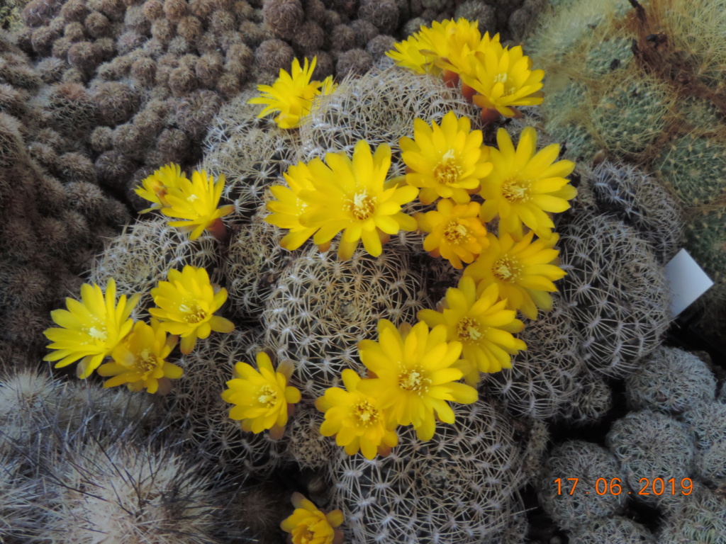 Cacti and Sukkulent in Köln, every day new flowers in the greenhouse Part 217 Bild3466