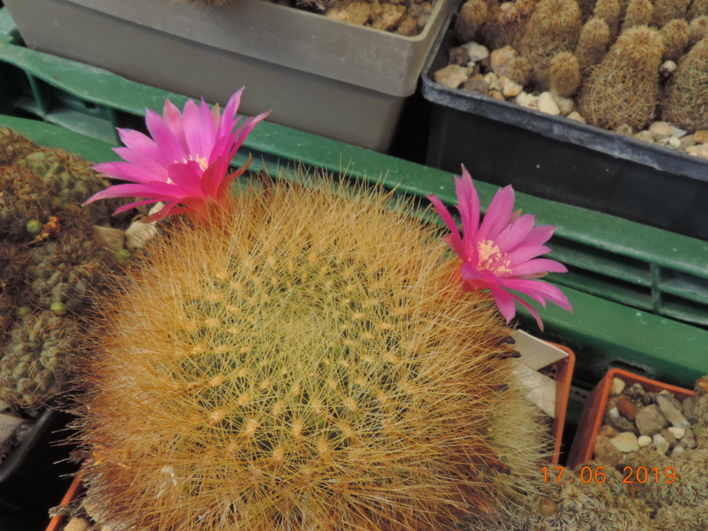 Cacti and Sukkulent in Köln, every day new flowers in the greenhouse Part 218 Bild3484