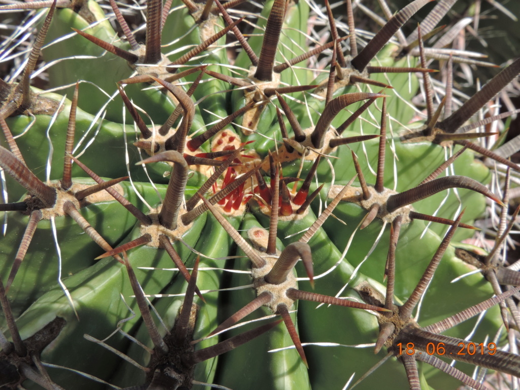 Cacti and Sukkulent in Köln, every day new flowers in the greenhouse Part 218 Bild3519