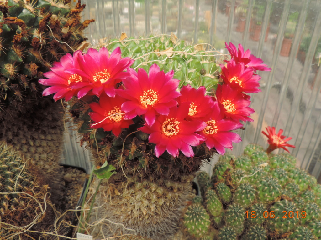 Cacti and Sukkulent in Köln, every day new flowers in the greenhouse Part 218 Bild3525