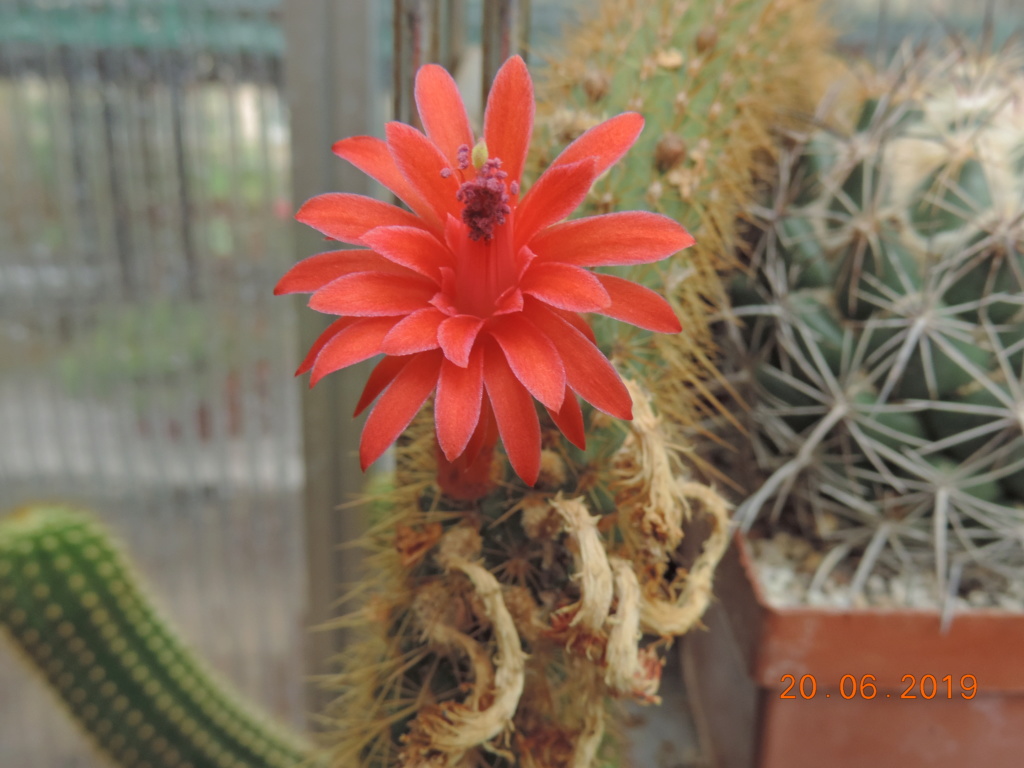 Cacti and Sukkulent in Köln, every day new flowers in the greenhouse Part 218 Bild3561